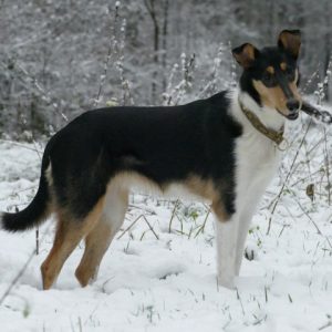 Unsere Hunde Kurzhaar Collies Vom Kleinen Sonnenberg Harz